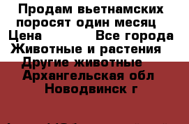 Продам вьетнамских поросят,один месяц › Цена ­ 3 000 - Все города Животные и растения » Другие животные   . Архангельская обл.,Новодвинск г.